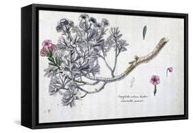 Caryophyllus Arboreus and Seriphius, from a Work by Joseph Pitton De Tournefort-Claude Aubriet-Framed Stretched Canvas