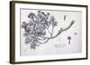 Caryophyllus Arboreus and Seriphius, from a Work by Joseph Pitton De Tournefort-Claude Aubriet-Framed Giclee Print