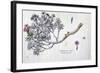 Caryophyllus Arboreus and Seriphius, from a Work by Joseph Pitton De Tournefort-Claude Aubriet-Framed Giclee Print