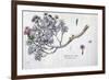 Caryophyllus Arboreus and Seriphius, from a Work by Joseph Pitton De Tournefort-Claude Aubriet-Framed Giclee Print