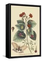 Caryophyllus - Dianthus and Moth-Mark Catesby-Framed Stretched Canvas