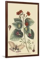 Caryophyllus - Dianthus and Moth-Mark Catesby-Framed Art Print