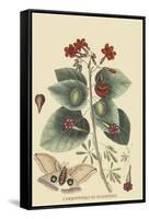 Caryophyllus - Dianthus and Moth-Mark Catesby-Framed Stretched Canvas