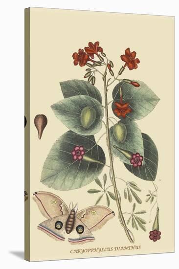 Caryophyllus - Dianthus and Moth-Mark Catesby-Stretched Canvas