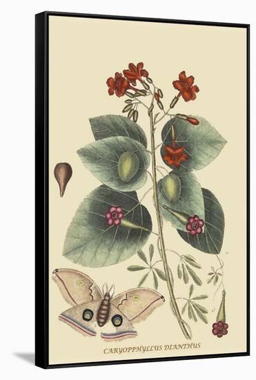 Caryophyllus - Dianthus and Moth-Mark Catesby-Framed Stretched Canvas