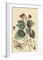 Caryophyllus - Dianthus and Moth-Mark Catesby-Framed Art Print