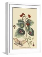Caryophyllus - Dianthus and Moth-Mark Catesby-Framed Art Print