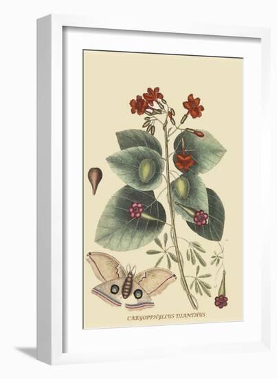 Caryophyllus - Dianthus and Moth-Mark Catesby-Framed Art Print