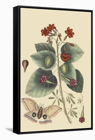 Caryophyllus - Dianthus and Moth-Mark Catesby-Framed Stretched Canvas