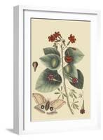 Caryophyllus - Dianthus and Moth-Mark Catesby-Framed Art Print