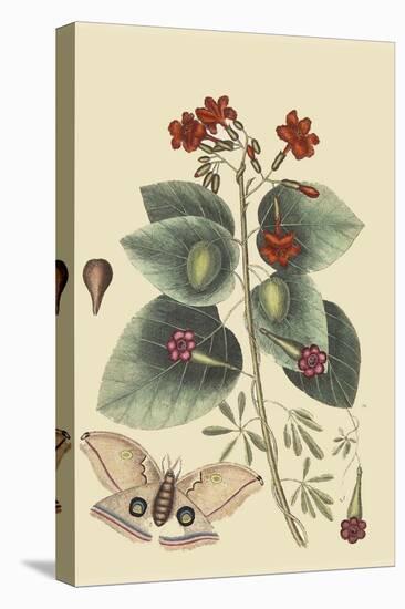 Caryophyllus - Dianthus and Moth-Mark Catesby-Stretched Canvas