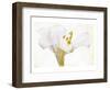 Casablance White-null-Framed Art Print