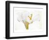 Casablance White-null-Framed Art Print