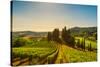 Casale Marittimo Village, Vineyards and Countryside Landscape in Maremma. Pisa Tuscany, Italy Europ-stevanzz-Stretched Canvas