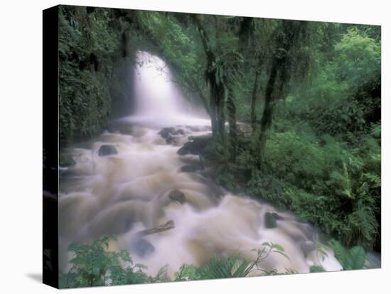 Cascade and Cloud Rainforest, Machu Picchu, Peru-Andres Morya-Stretched Canvas