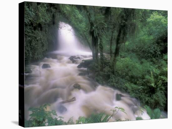 Cascade and Cloud Rainforest, Machu Picchu, Peru-Andres Morya-Stretched Canvas