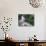 Cascade and Cloud Rainforest, Machu Picchu, Peru-Andres Morya-Photographic Print displayed on a wall