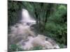 Cascade and Cloud Rainforest, Machu Picchu, Peru-Andres Morya-Mounted Photographic Print