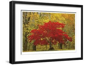 Cascade Mountains Fall Colors-Donald Paulson-Framed Giclee Print