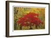 Cascade Mountains Fall Colors-Donald Paulson-Framed Giclee Print