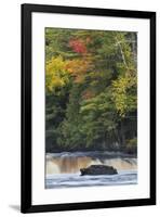 Cascade on Tahquamenon Falls, Tahquamenon Falls State Park, Michigan-Adam Jones-Framed Premium Photographic Print