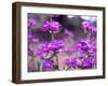 Cascade Penstemon in Painted Hills National Monument, Oregon, USA-Terry Eggers-Framed Photographic Print