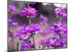 Cascade Penstemon in Painted Hills National Monument, Oregon, USA-Terry Eggers-Mounted Photographic Print