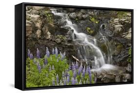 Cascade with Lupines, Iceland, Polar Regions-James-Framed Stretched Canvas