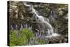 Cascade with Lupines, Iceland, Polar Regions-James-Stretched Canvas