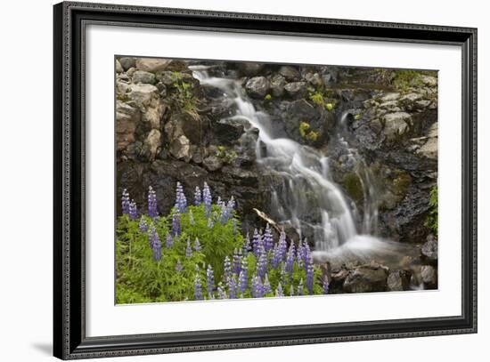 Cascade with Lupines, Iceland, Polar Regions-James-Framed Photographic Print