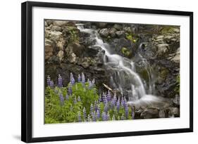 Cascade with Lupines, Iceland, Polar Regions-James-Framed Photographic Print