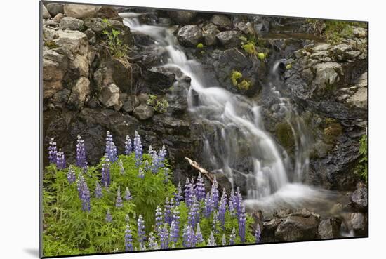 Cascade with Lupines, Iceland, Polar Regions-James-Mounted Photographic Print