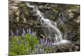 Cascade with Lupines, Iceland, Polar Regions-James-Mounted Photographic Print