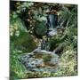 Cascades en sous-bois-Sylvia Audet-Mounted Art Print