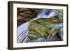 Cascades in Baring Creek in Glacier National Park, USA-Chuck Haney-Framed Photographic Print