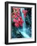 Cascades National Park, WA-David Carriere-Framed Photographic Print