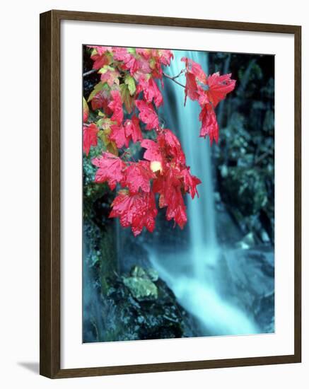 Cascades National Park, WA-David Carriere-Framed Photographic Print