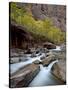Cascades on the Virgin River in the Fall, Zion National Park, Utah, USA-null-Stretched Canvas