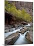 Cascades on the Virgin River in the Fall, Zion National Park, Utah, USA-null-Mounted Photographic Print