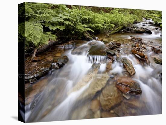 Cascades on Yellow Dog Creek, Coeur D'Alene Nat'l Forest, Idaho Panhandle Nat'l Forests, Idaho, USA-James Hager-Stretched Canvas