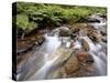 Cascades on Yellow Dog Creek, Coeur D'Alene Nat'l Forest, Idaho Panhandle Nat'l Forests, Idaho, USA-James Hager-Stretched Canvas