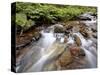 Cascades on Yellow Dog Creek, Coeur D'Alene Nat'l Forest, Idaho Panhandle Nat'l Forests, Idaho, USA-James Hager-Stretched Canvas