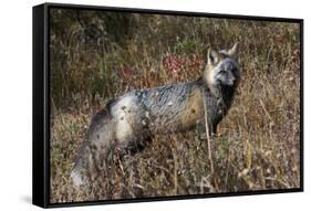 Cascades Red Fox-Ken Archer-Framed Stretched Canvas