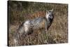 Cascades Red Fox-Ken Archer-Stretched Canvas