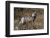 Cascades Red Fox-Ken Archer-Framed Photographic Print