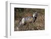 Cascades Red Fox-Ken Archer-Framed Photographic Print