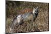 Cascades Red Fox-Ken Archer-Mounted Photographic Print
