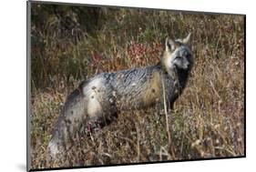 Cascades Red Fox-Ken Archer-Mounted Photographic Print