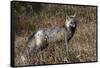 Cascades Red Fox-Ken Archer-Framed Stretched Canvas