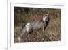 Cascades Red Fox-Ken Archer-Framed Photographic Print